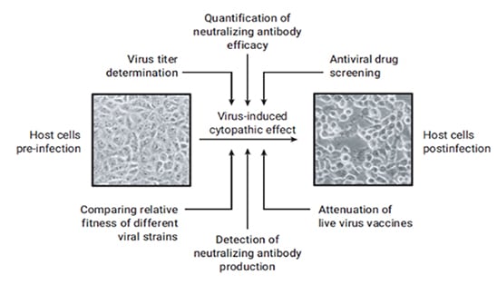 Vaccine Research