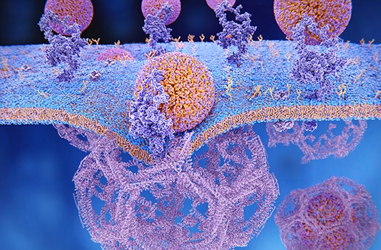 LDL particles binding to LDL receptors on the cell membrane