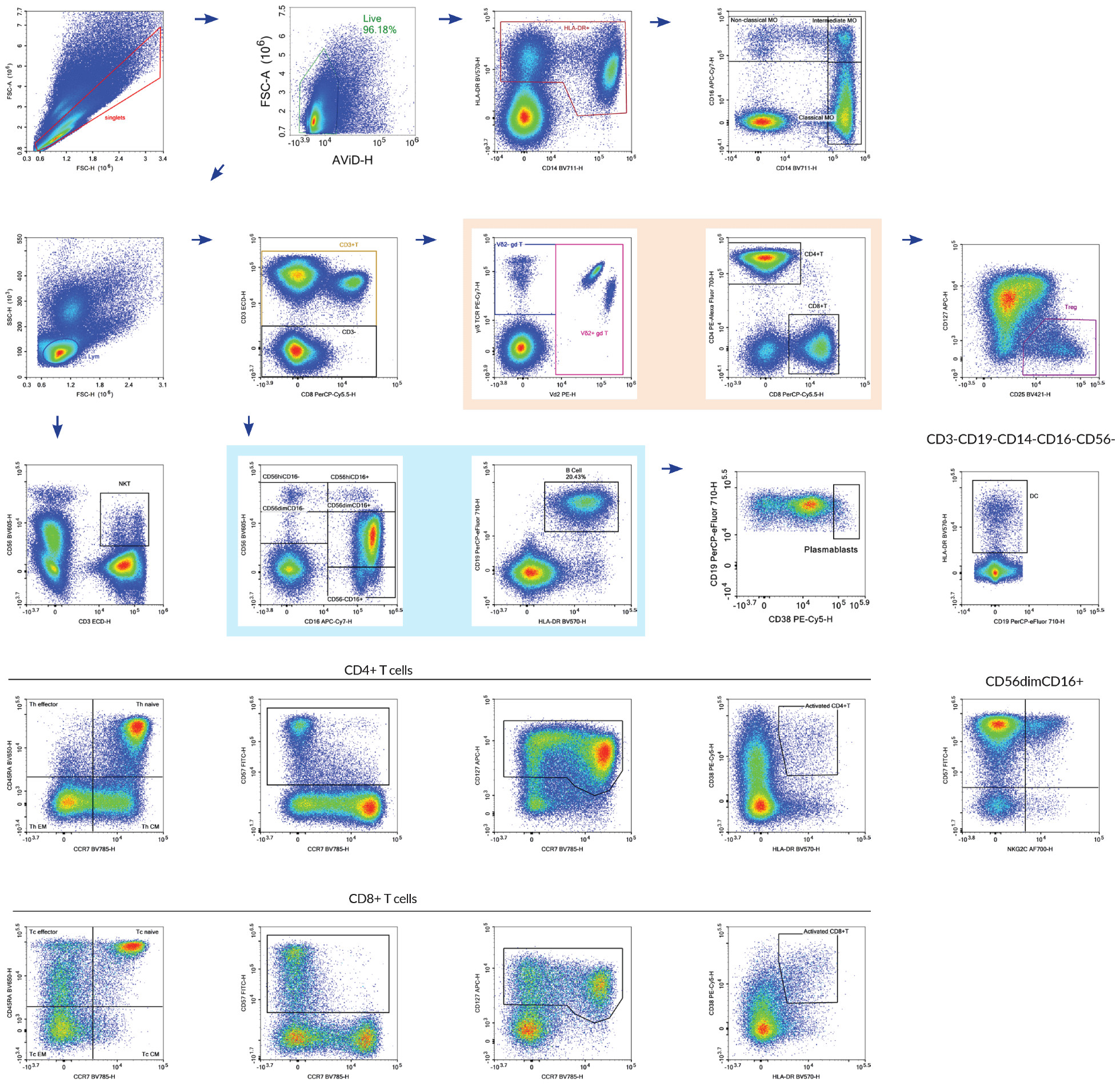 Above, we show a 18-color pan-leukocyte immunophenotyping panel on PBMCs using the NovoCyte Quanteon, adapted from OMIP-024 (Cytometry Part A, 85A:995-998, 2014). This panel was designed to monitor different immune subsets with activation and differentiation markers.