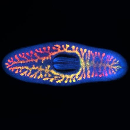 Planarian intestine, 4x, GFP TxRed and DAPI Montage