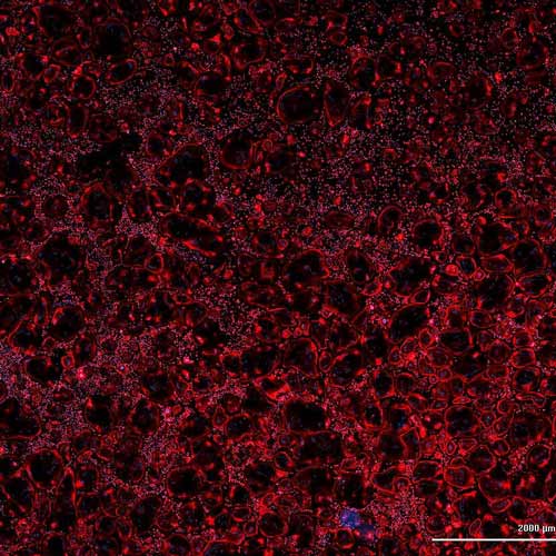 Neural crest-derived stem cells in a fluorescent labeled heart tissue section