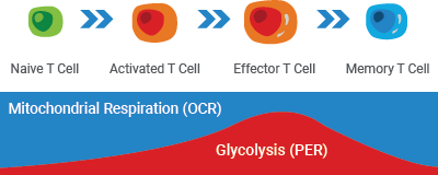 T Cell Activation