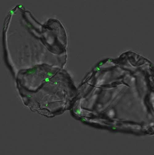 Z-projection of bacteria