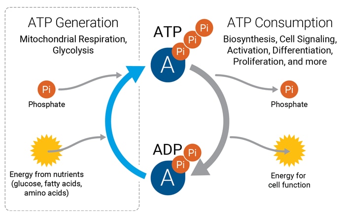 ATP ???? ?? 1