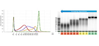 gDNA samples at four degradation stages were analyzed on a TapeStation system with the Genomic DNA ScreenTape assay