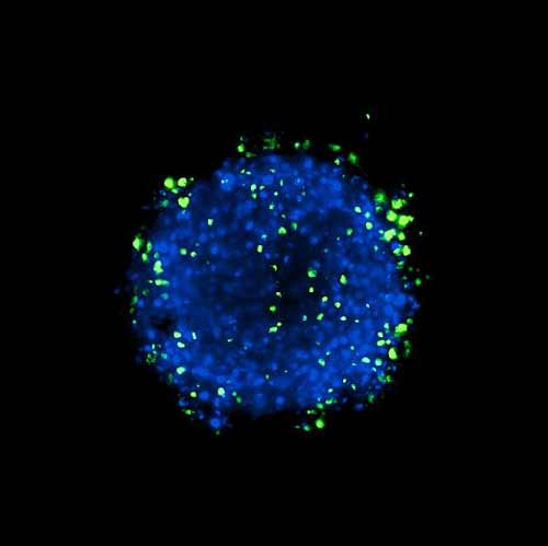 hepatocyte spheroid