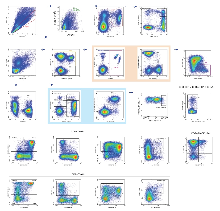 Oben ist ein 18-farbiges Panel aller Leukozyten für die Immunphänotypbestimmung bei PBMC-Blutzellen mit dem NovoCyte Quanteon nach OMIP-024 (Cytometry Part A, 85A:995-998, 2014) dargestellt. Dieses Panel wurde entwickelt, um die Aktivierung und phänotypischen Oberflächenmerkmale der unterschiedlichen Immunzell-Untergruppen zu überwachen.