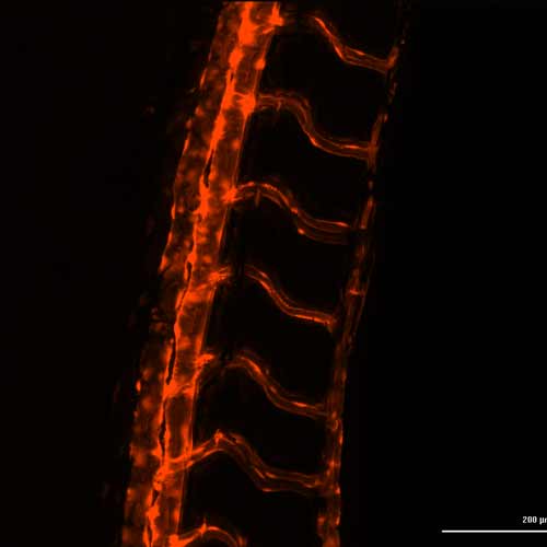 zebrafish