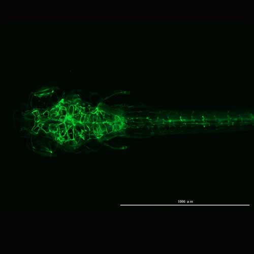 Zebrafish at 4x