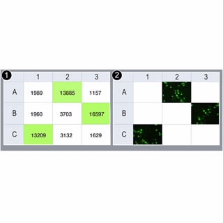 BioTek Cytation 5 Cell Imaging Multimode Reader