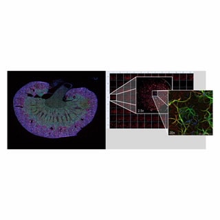 BioTek Lionheart FX 全自動智能成像分析系統